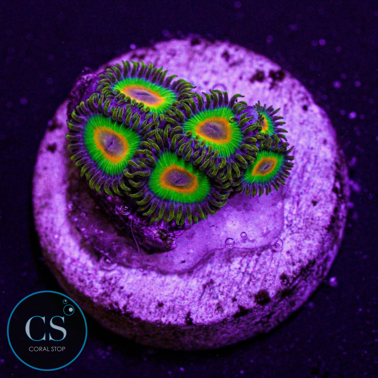 Rasta Zoa