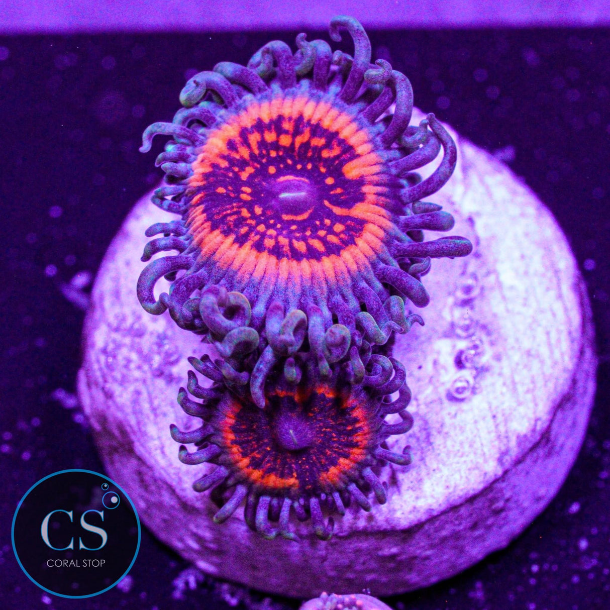 Devils Armor Zoa