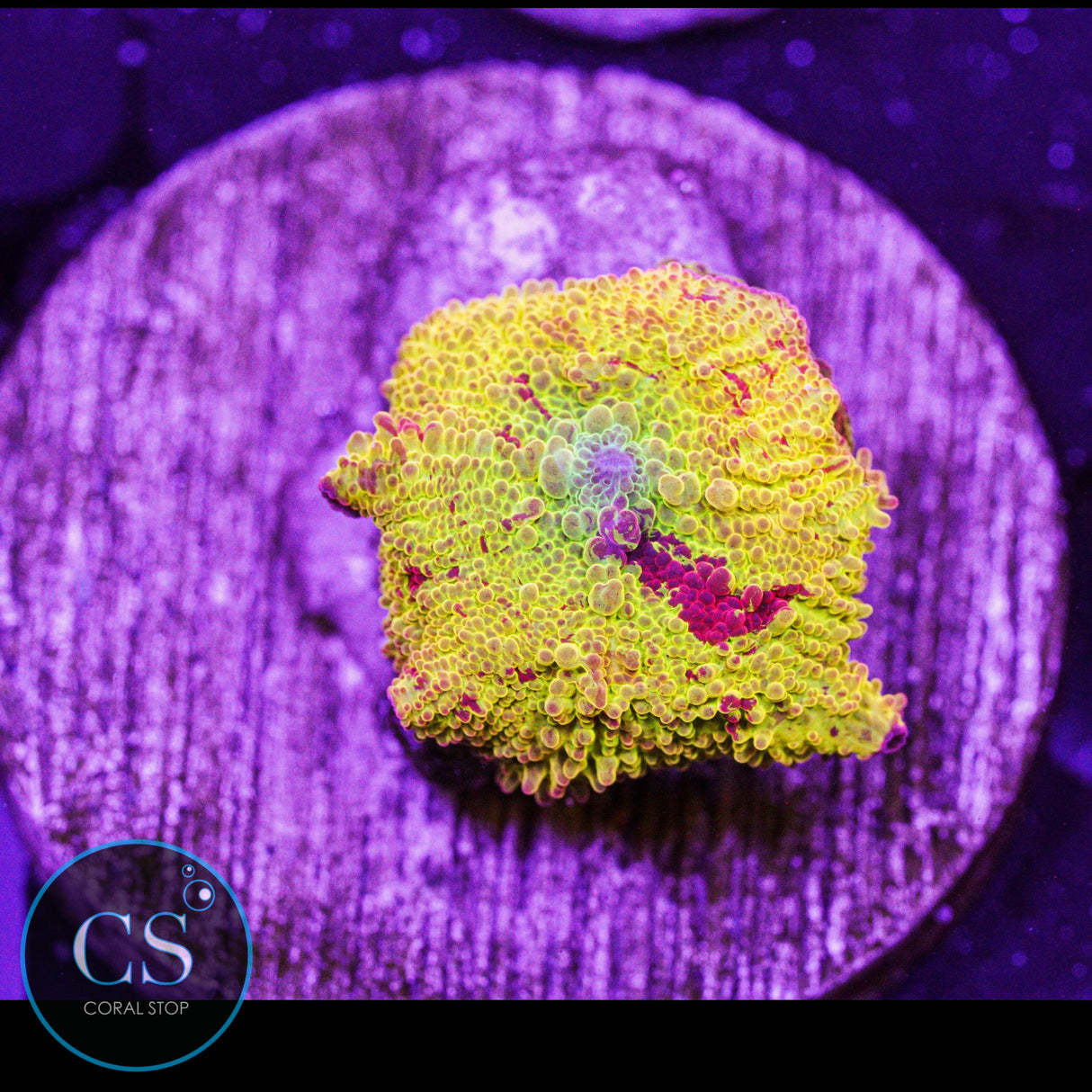 Morning Star Jawbreaker Mushroom