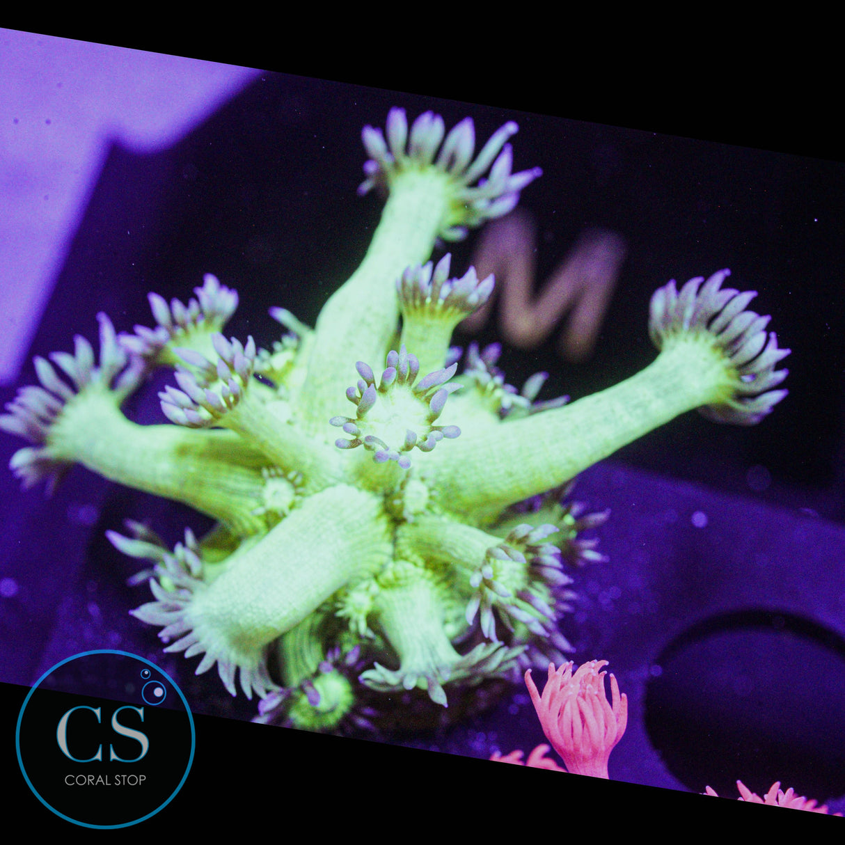 Pseudo Glitter Goniopora