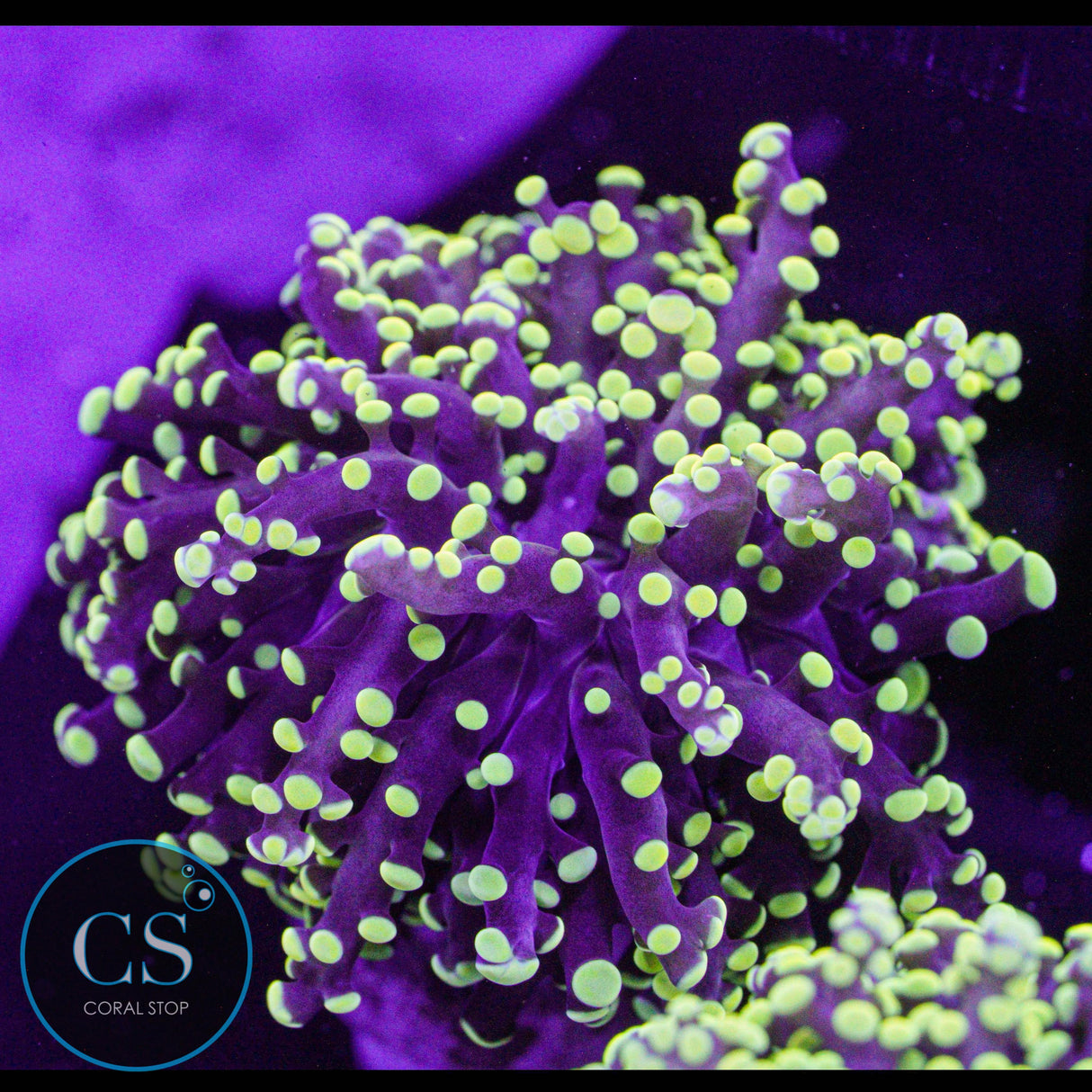 Yellow Yaeyamaensis