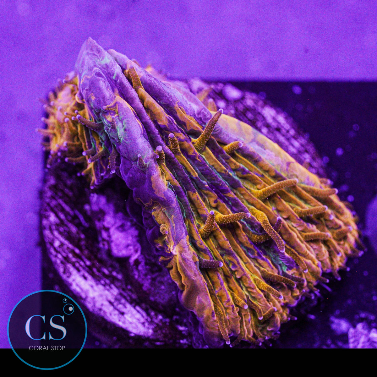 Purple Monster Plate