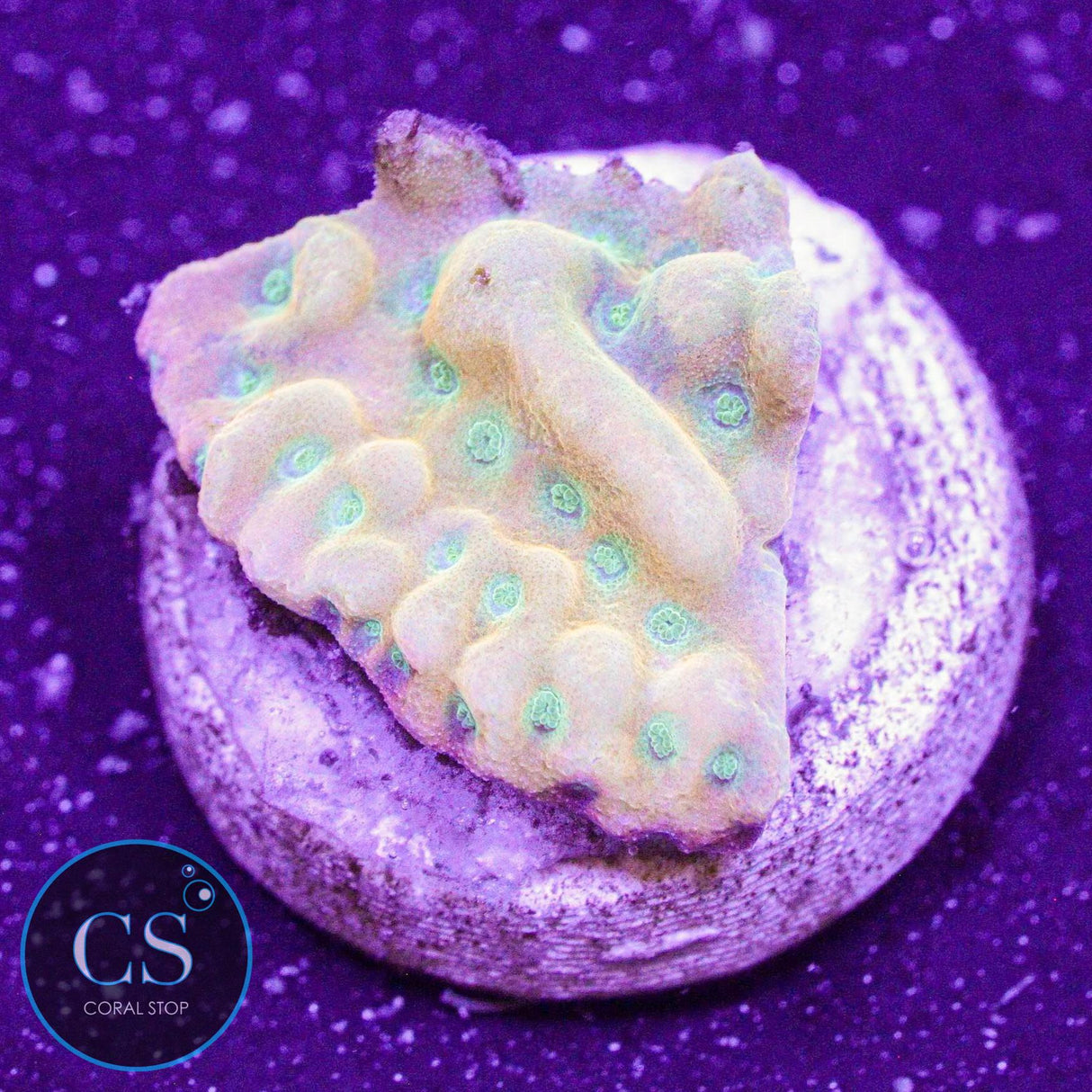 WWC Kung Pao Montipora