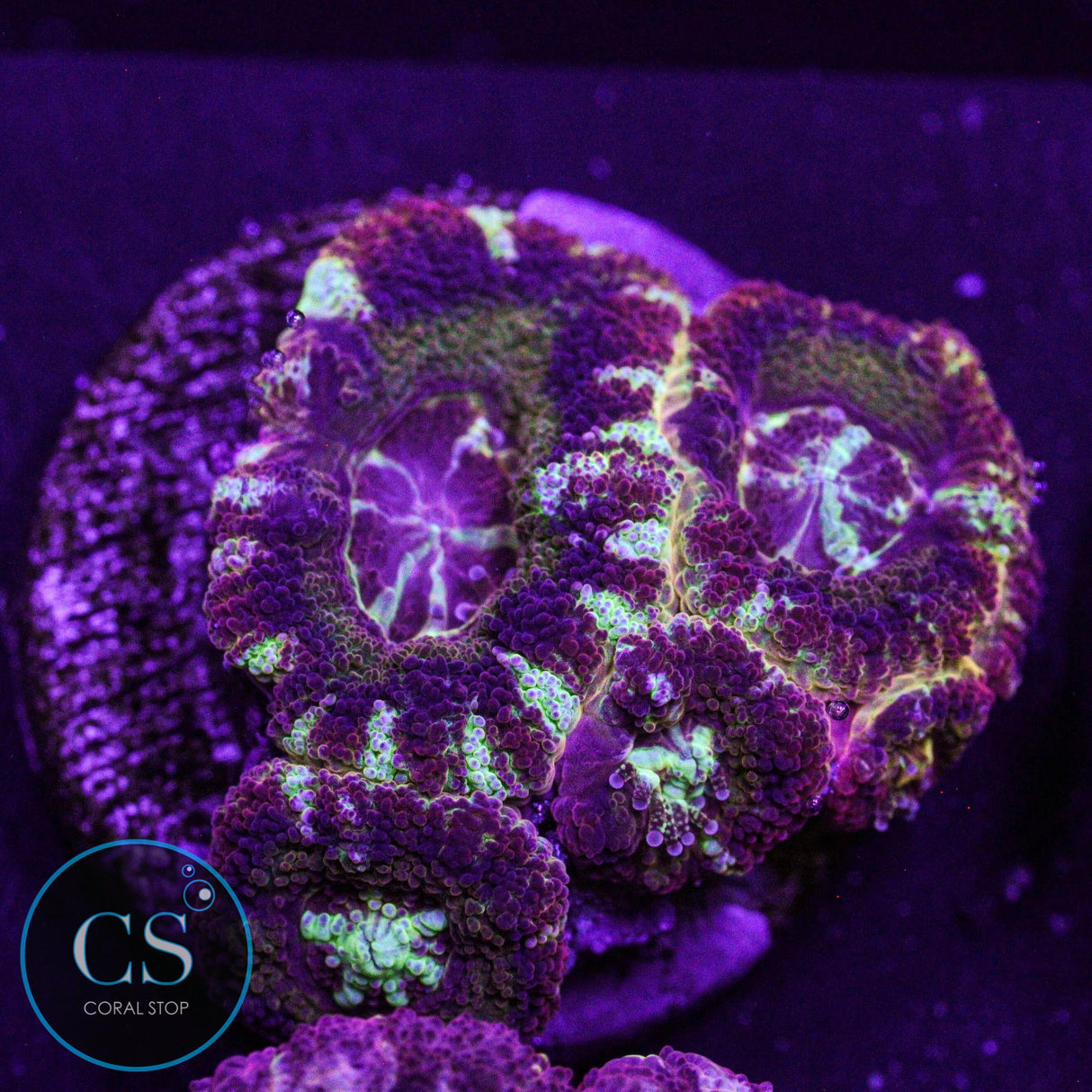 CS Molten Stardust Asian Acan