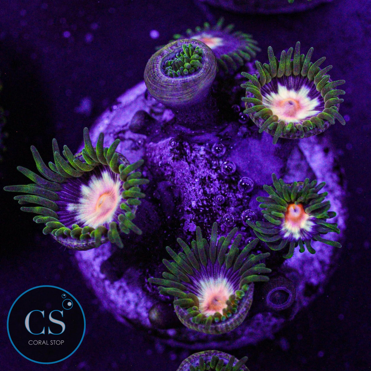 JF Stargazer Zoa