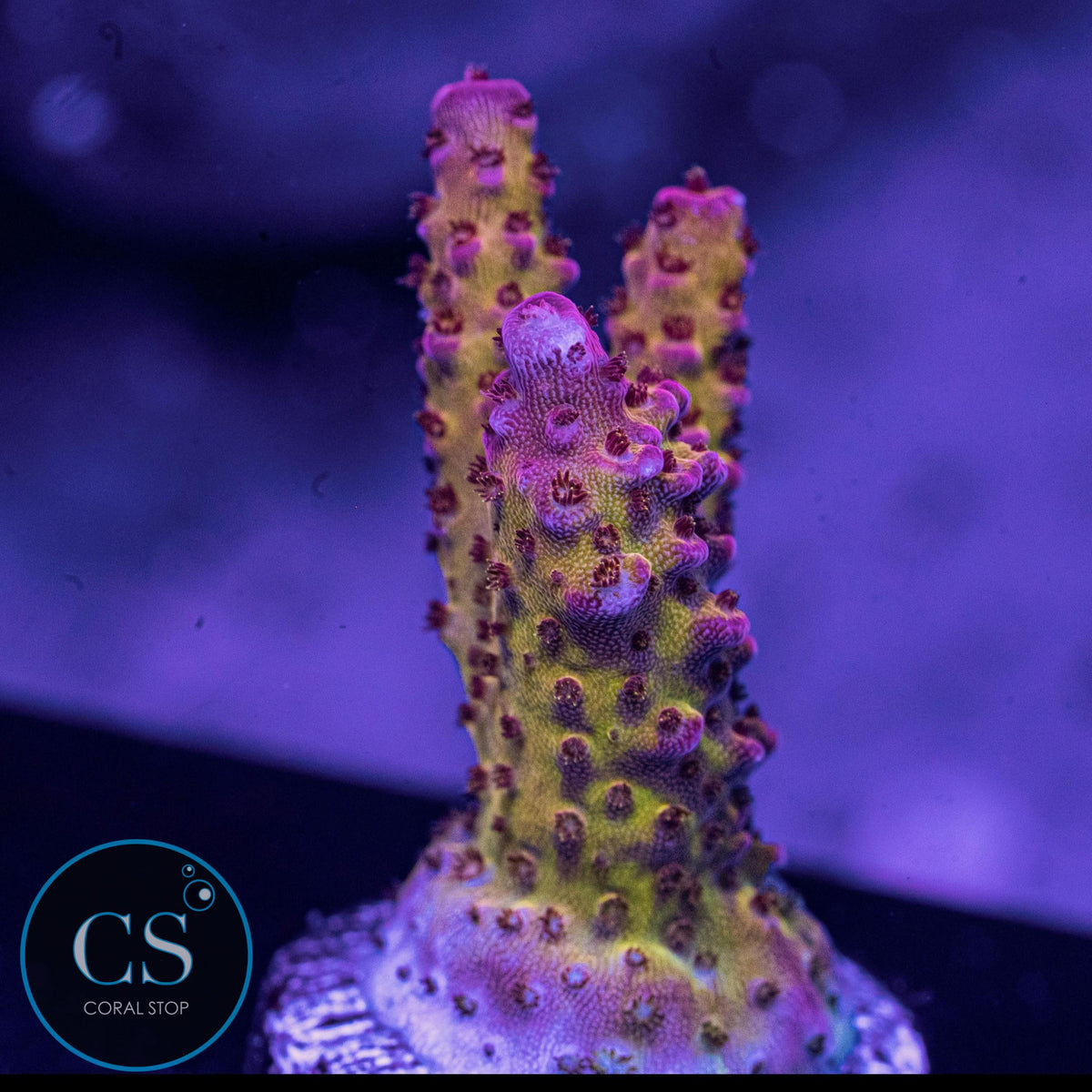 PC Rainbow Acro