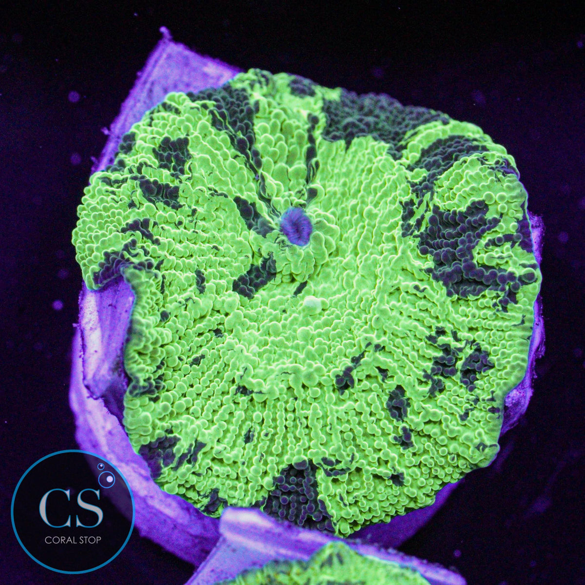 Kryptonite Jawbreaker Mushroom