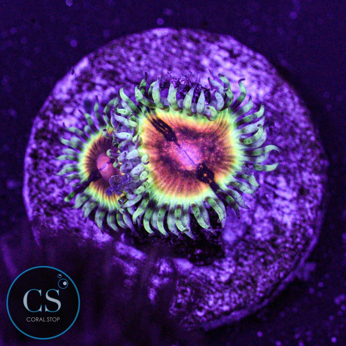 JF Bloodshot Zoa