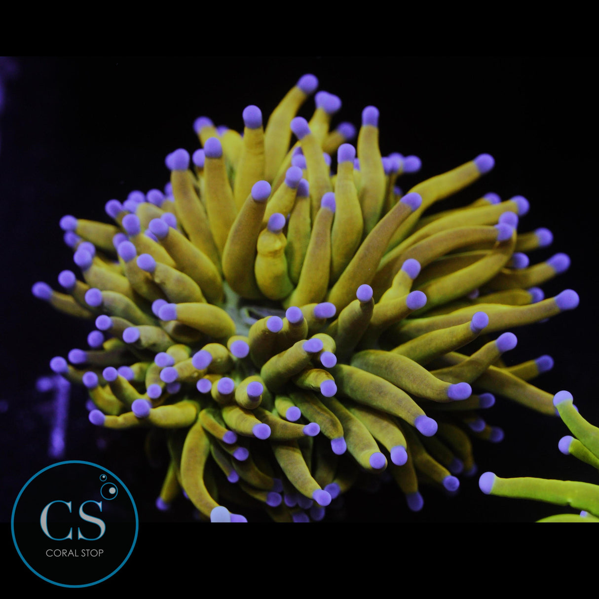 ULTIMATE BANANA GRAIL DARK BLUE TIPS TORCH