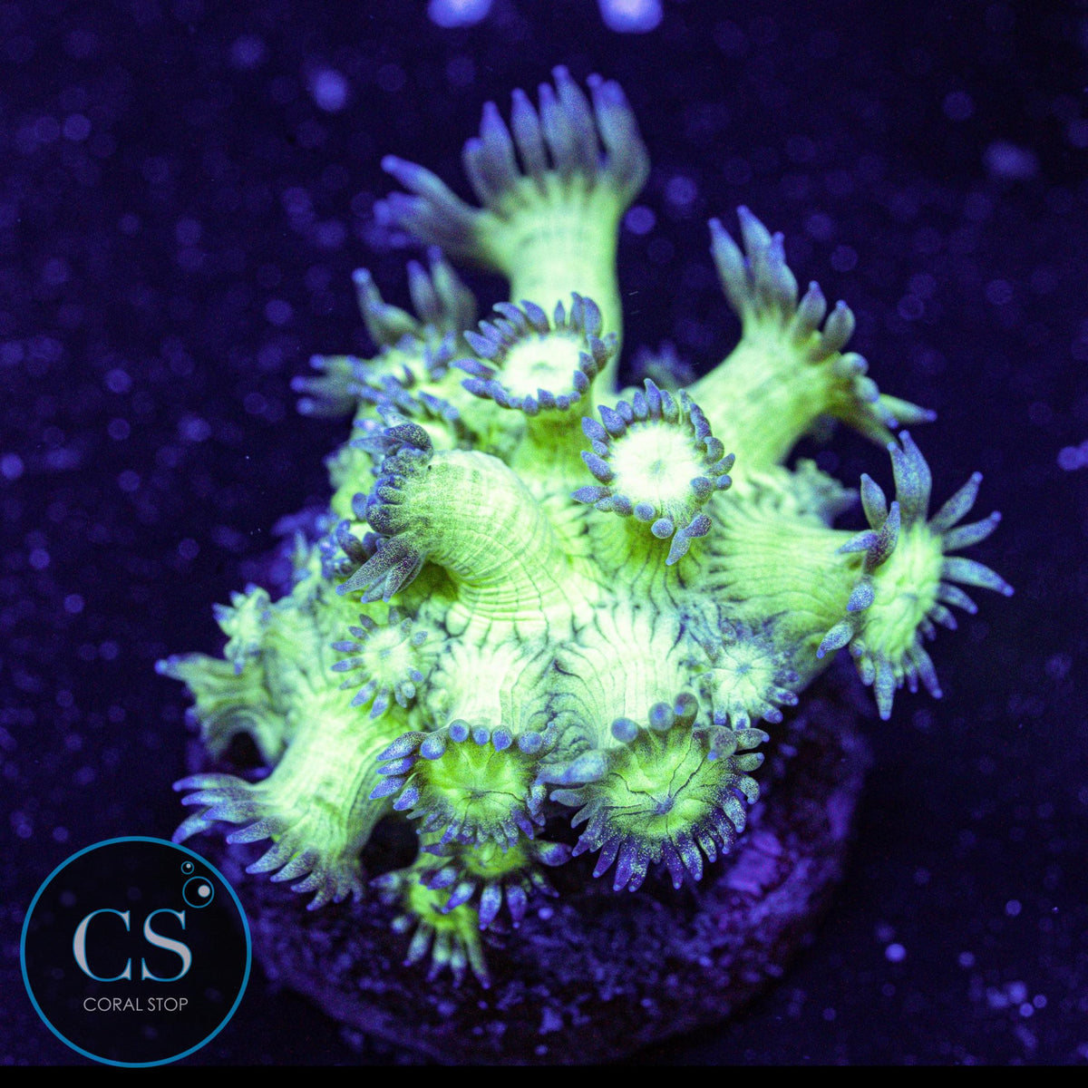 Pseudo Glitter Goniopora