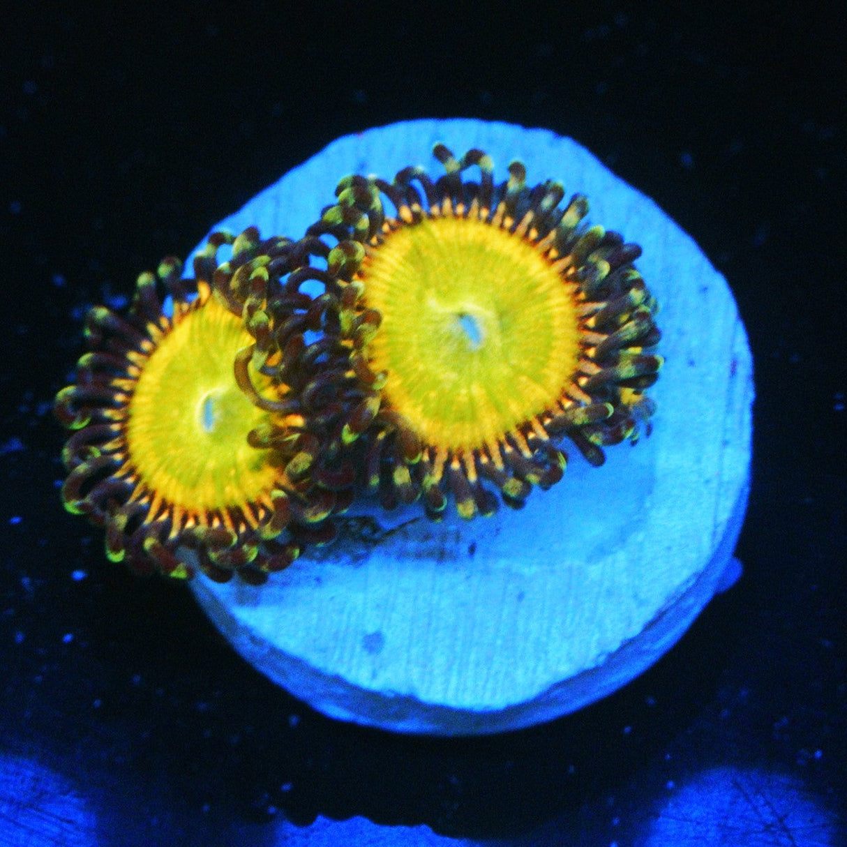 WWC ORANGE IMPLOSION ZOA