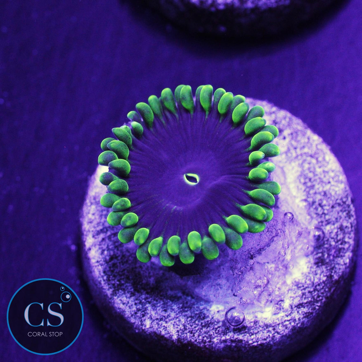 OG Purple People Eater Zoa