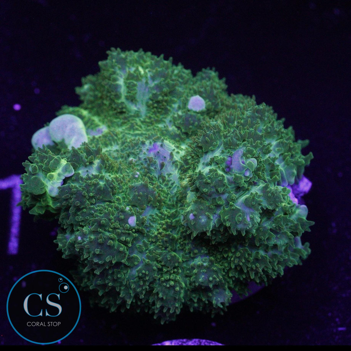 CS NEW RELEASE GHOST JUNGLE BOUNCE MUSHROOM