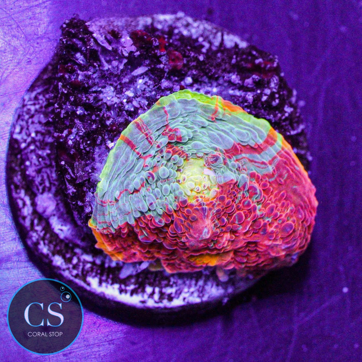 Rainbow Jellybean Chalice