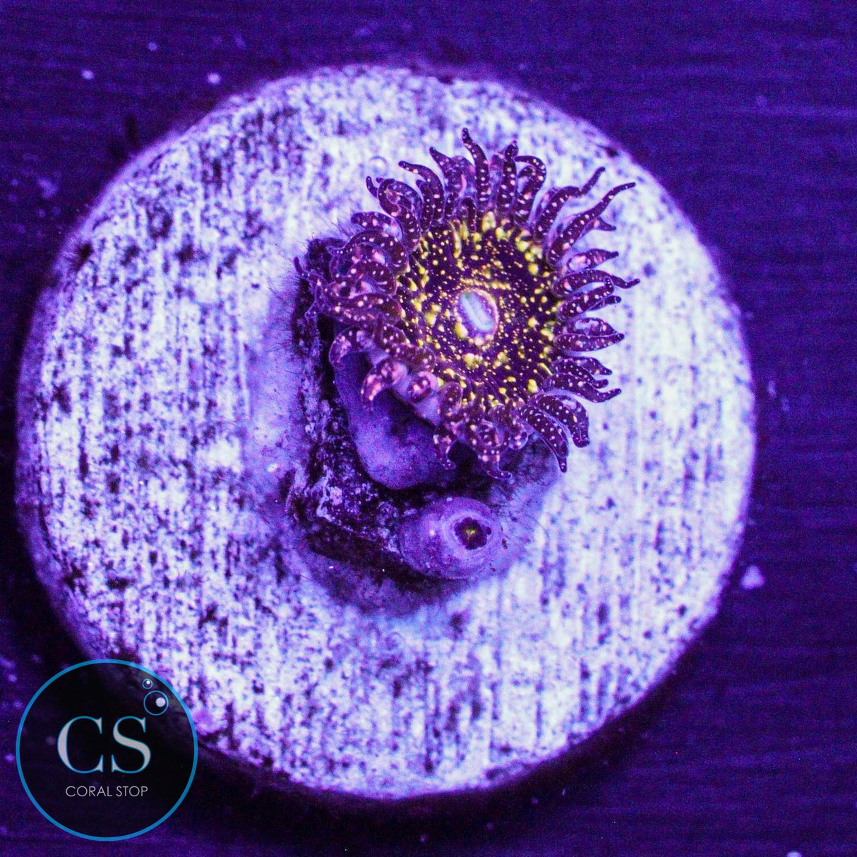 JF Frankie's Acid Trip Zoa