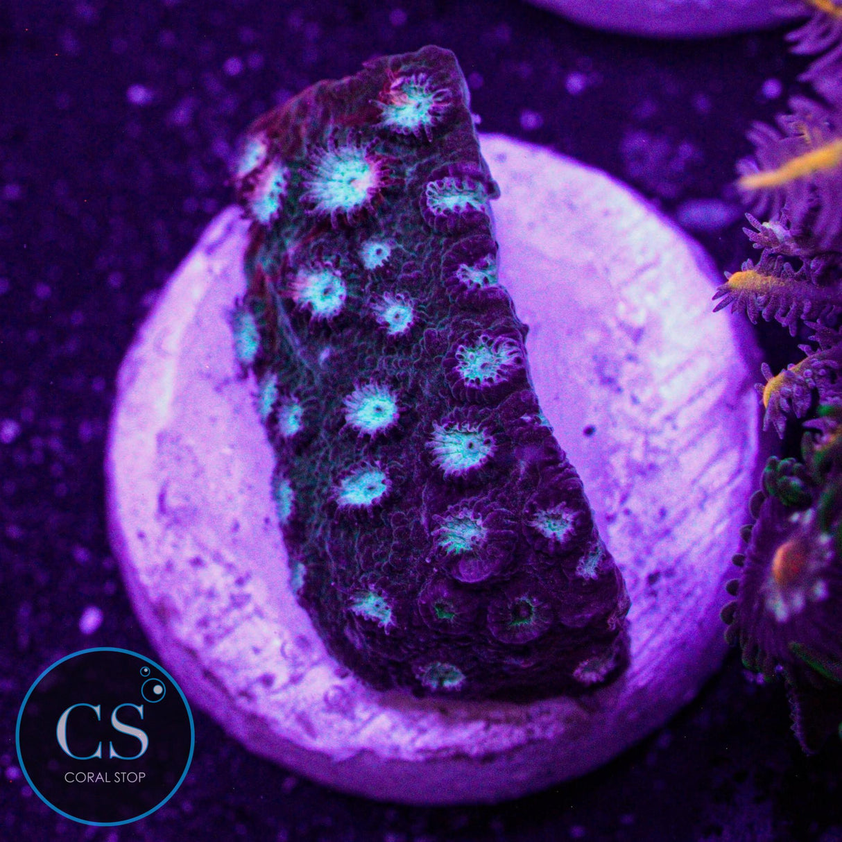 JF Fender Bender Cyphastrea
