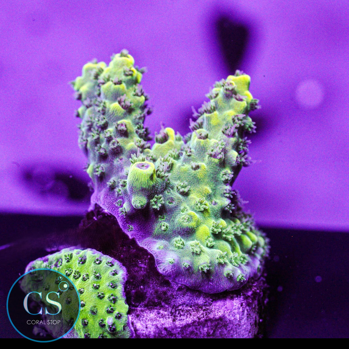 Inland's Cyclops Acro