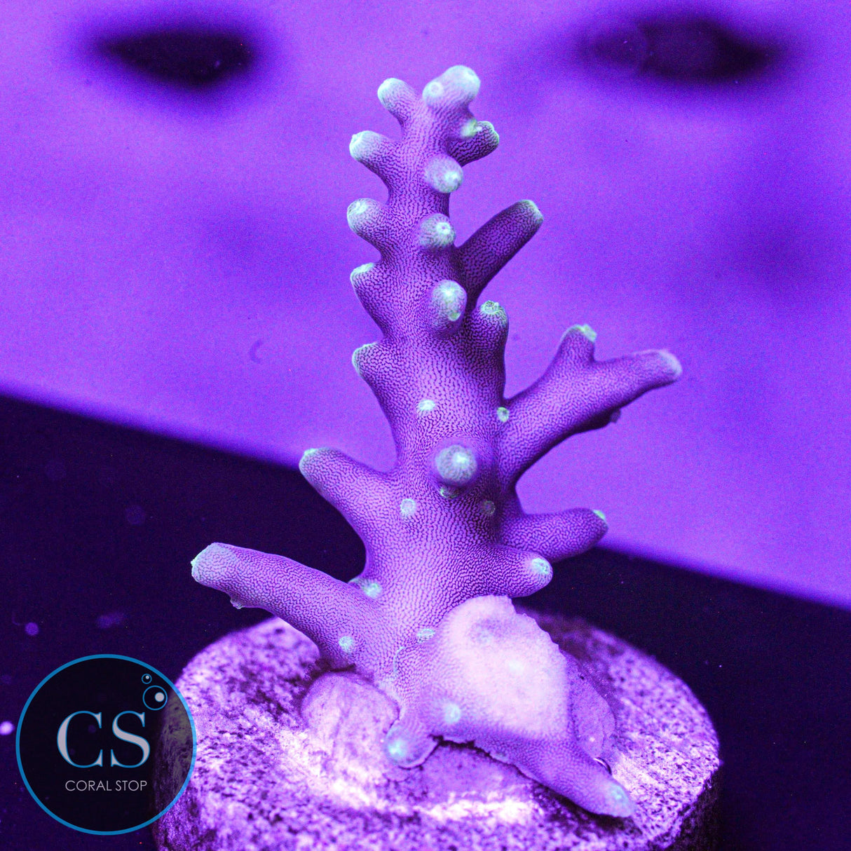 TCK OG Dragon Acro