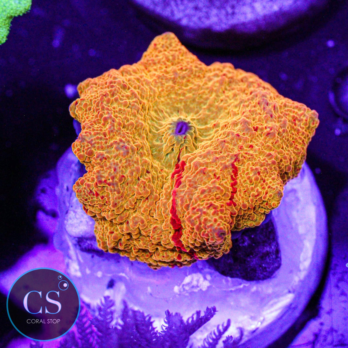Poletti Jawbreaker Mushroom