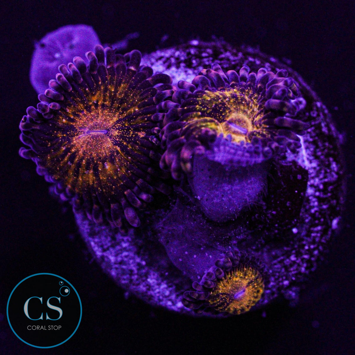 Pandora Zoa
