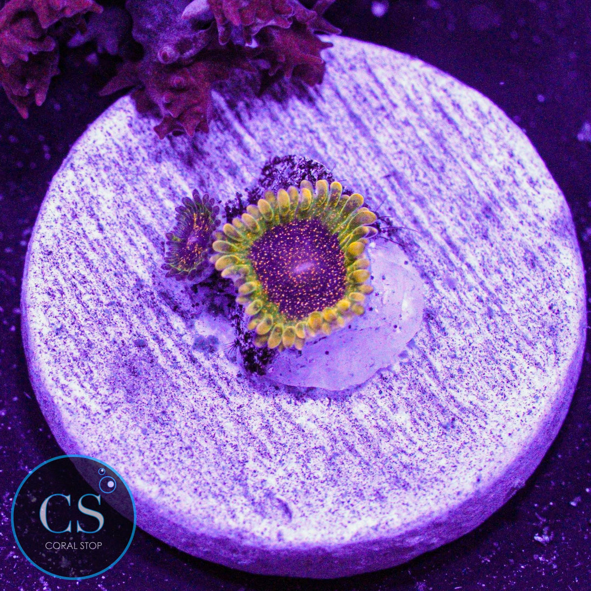 Northern Lights Zoa