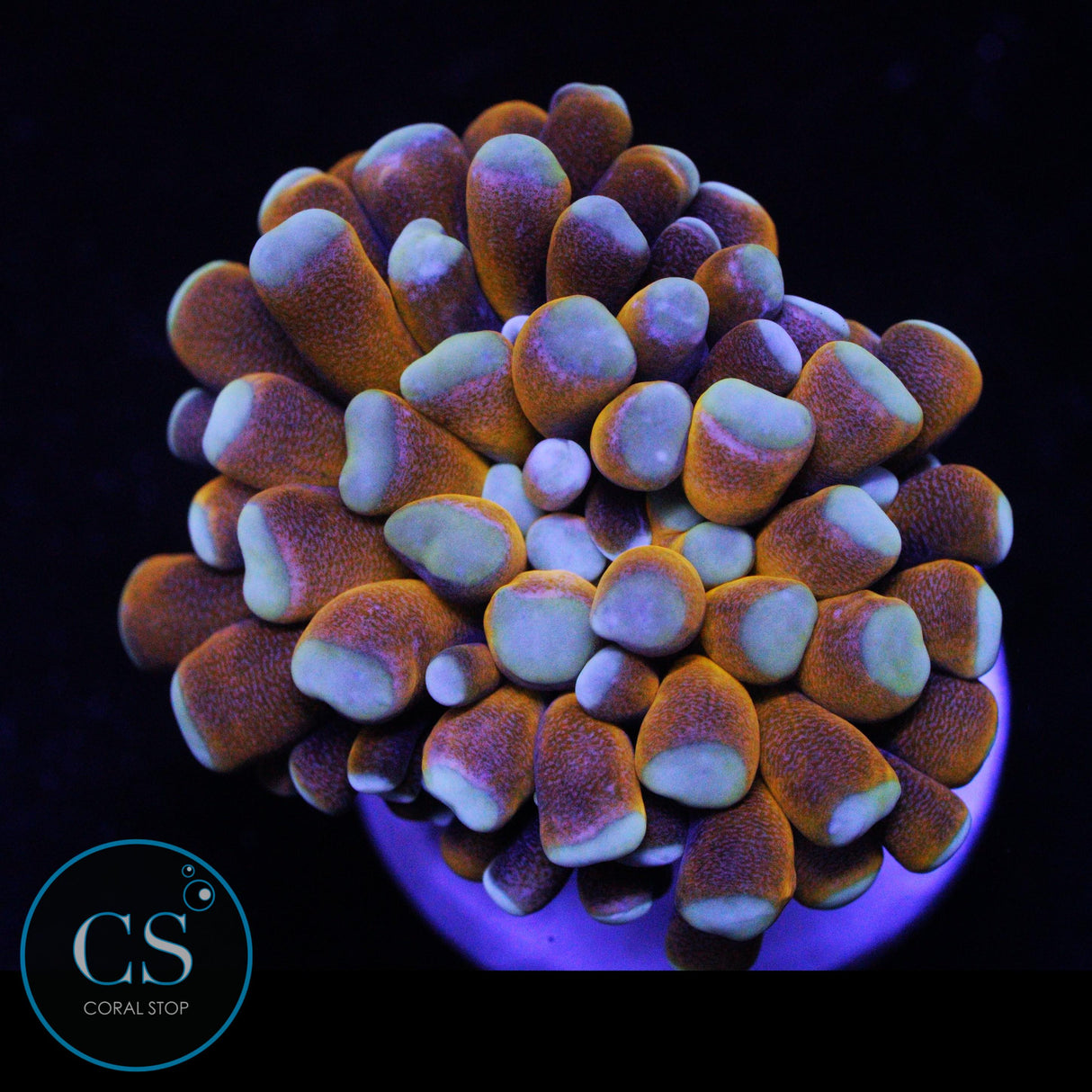 BANANA CRISTATA TORCH