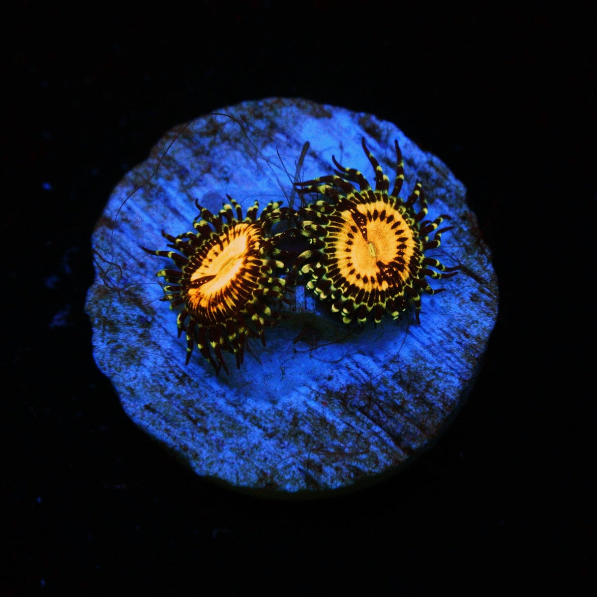 BUTTMUNCHER ZOA