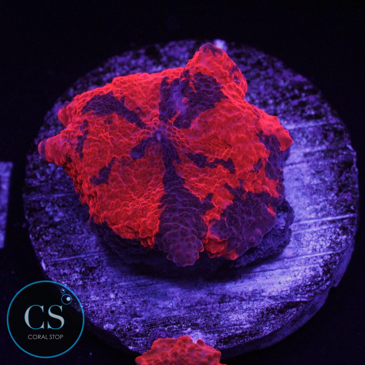 ULTRA DEADPOOL JAWBREAKER MUSHROOM