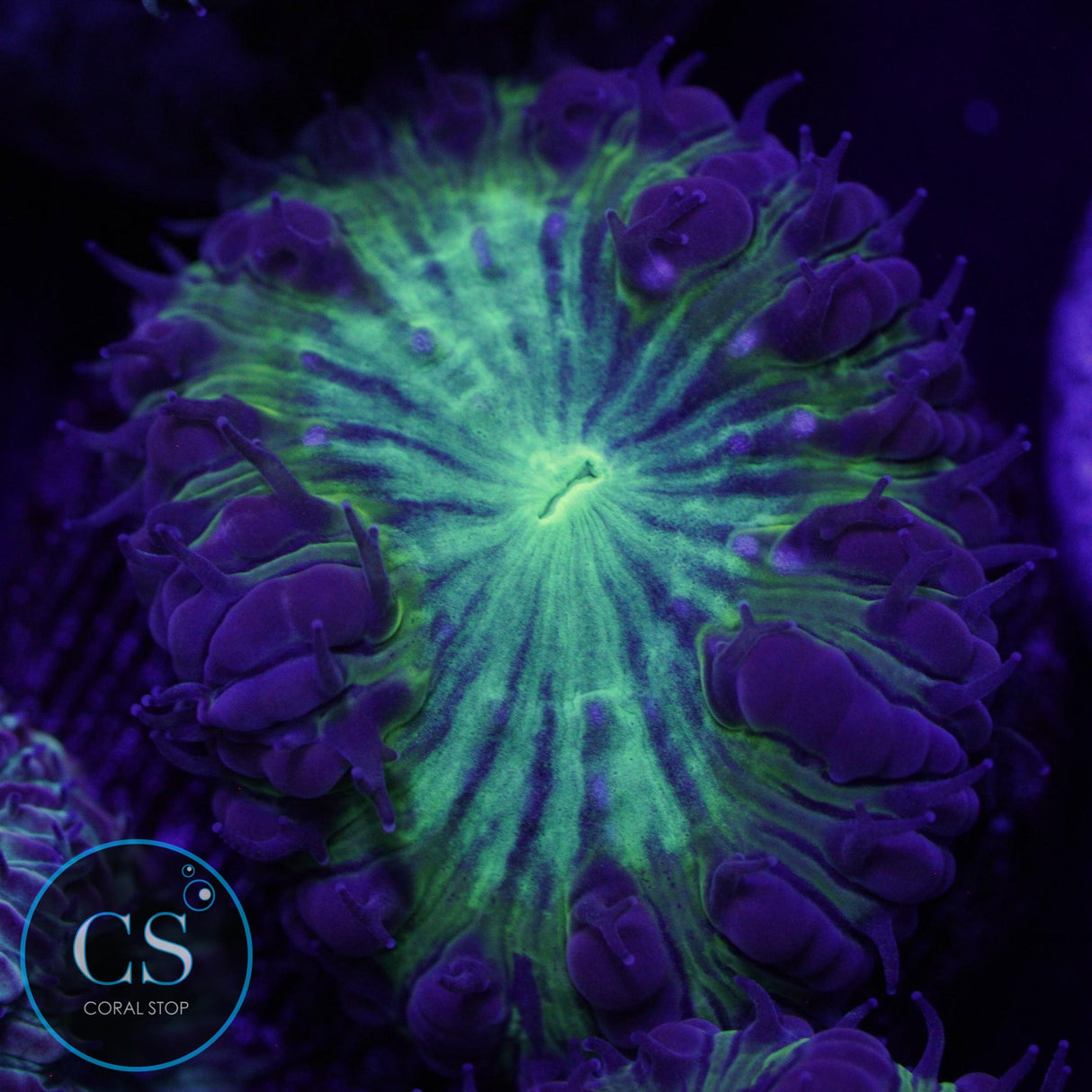 CS CITY PULSE BLASTO