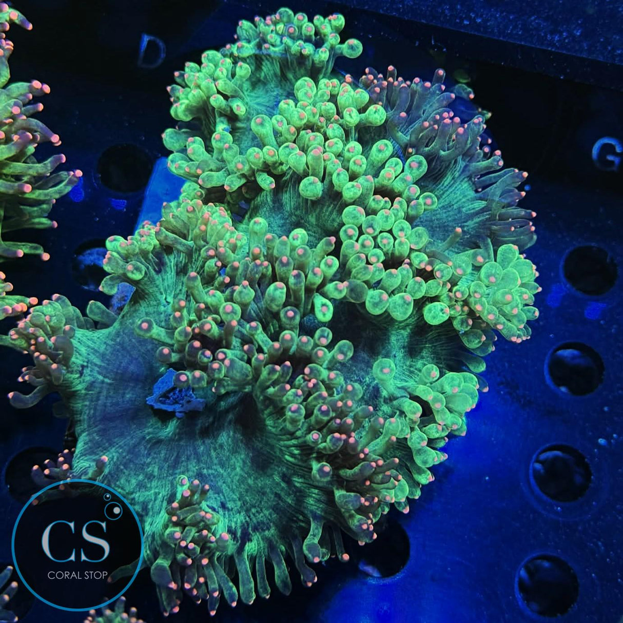 TWO TONE "GRAFTED" PINK TIP ELEGANCE CORAL
