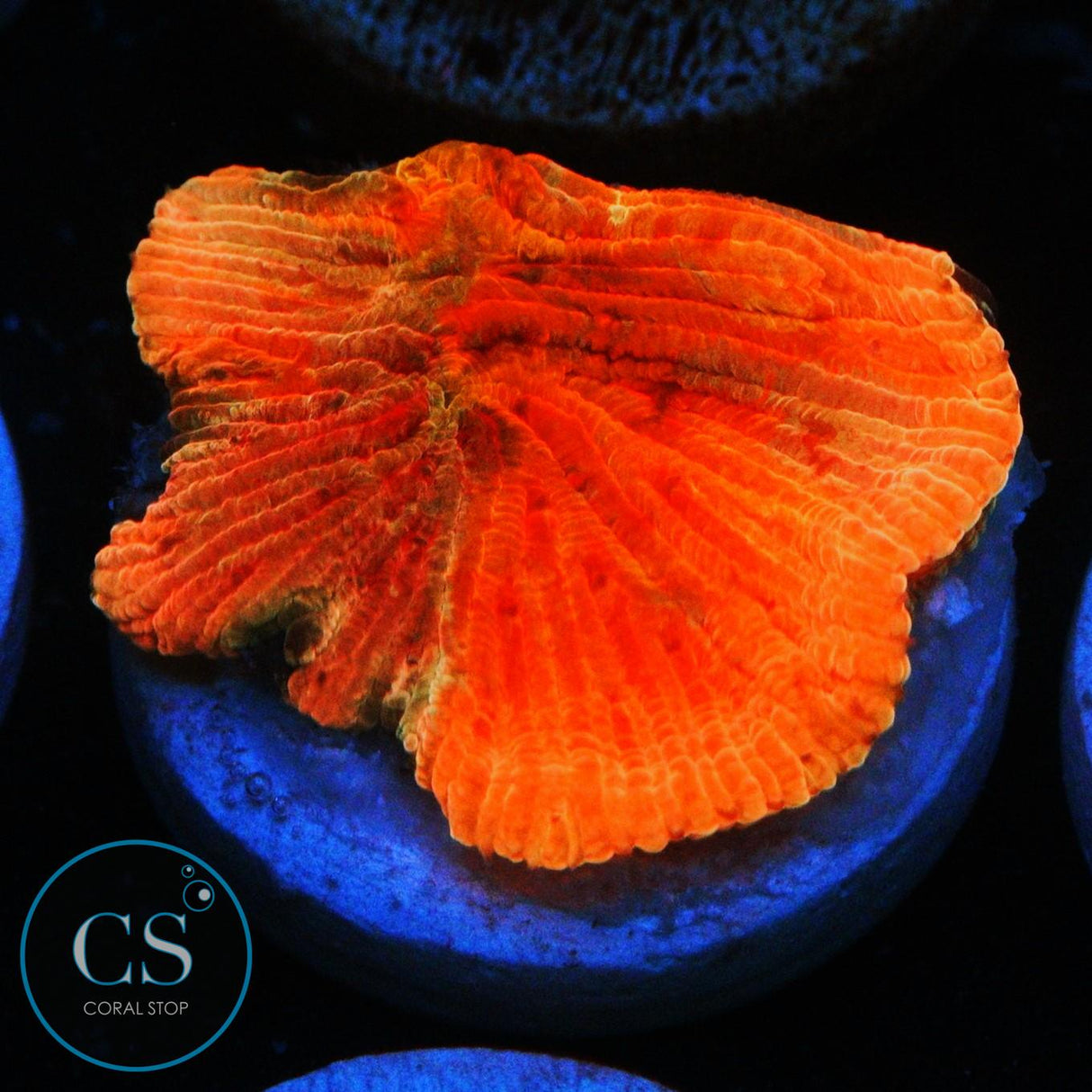 WWC DIABLO DIASERIS PLATE