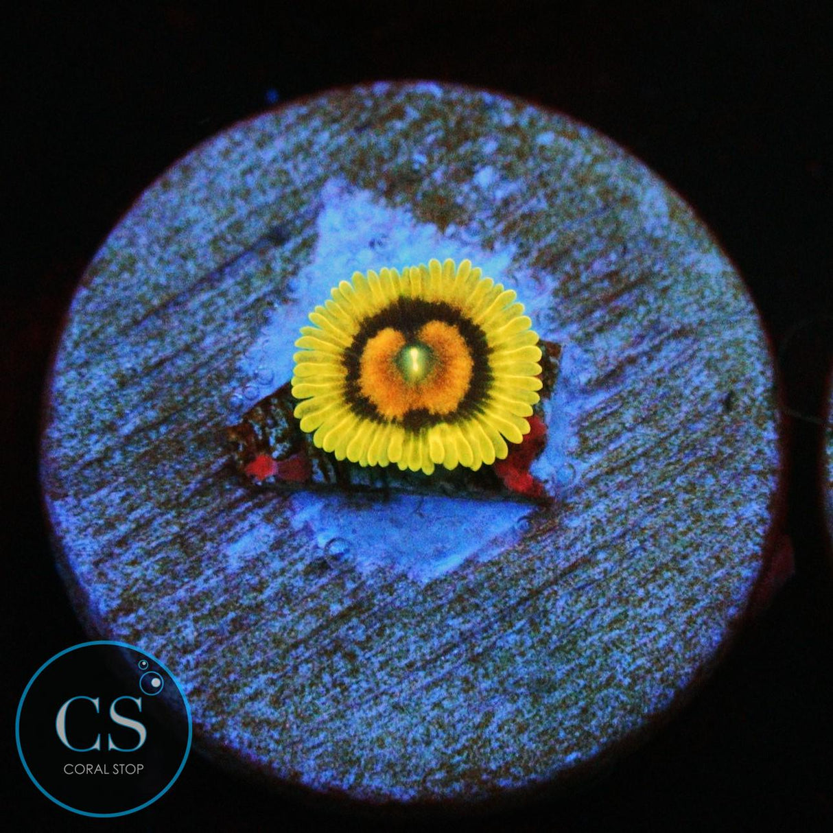 OSCAR THE GROUCH ZOA