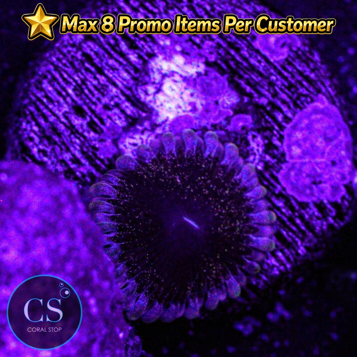 Solar Circus Zoa