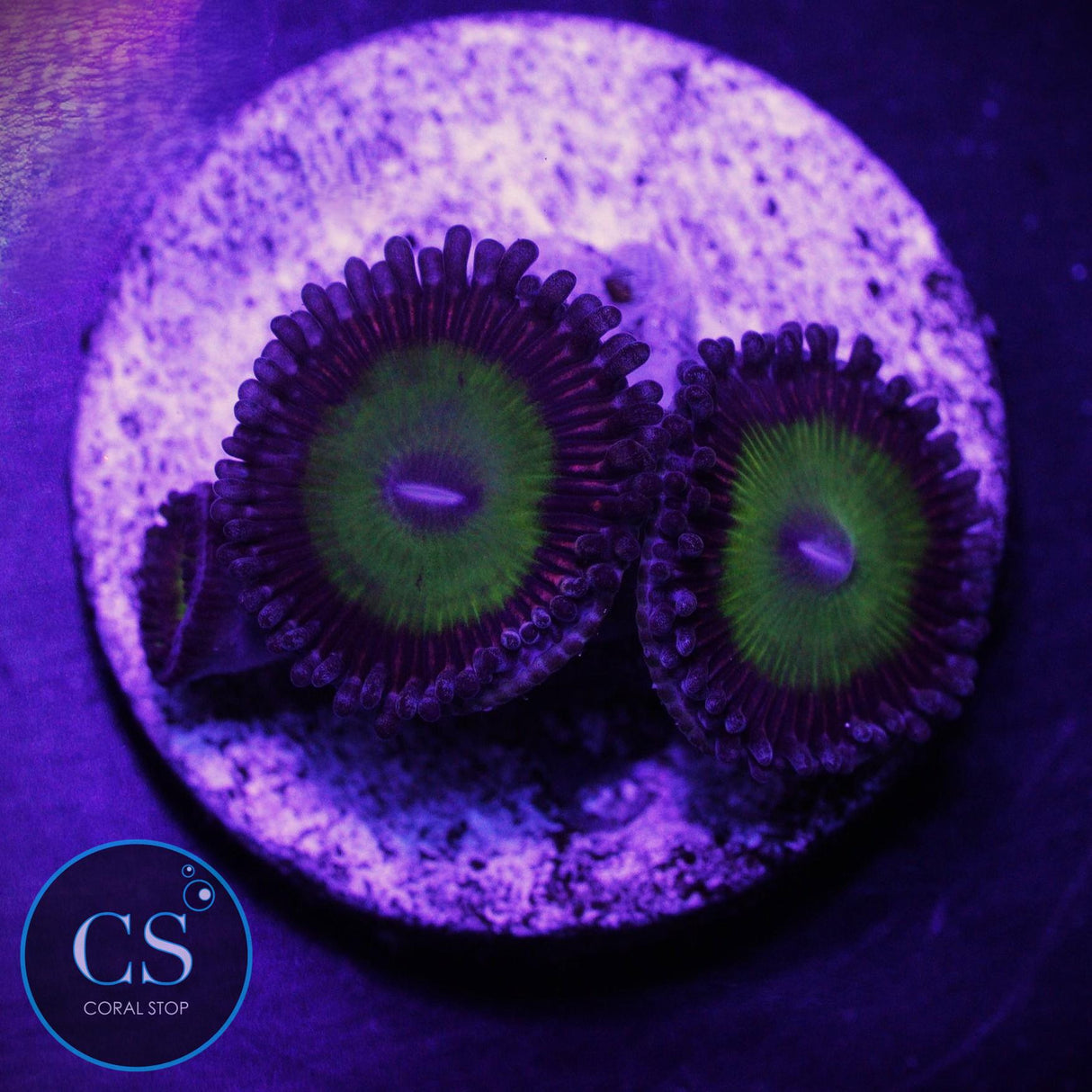 Candy Apple Pink Zoa