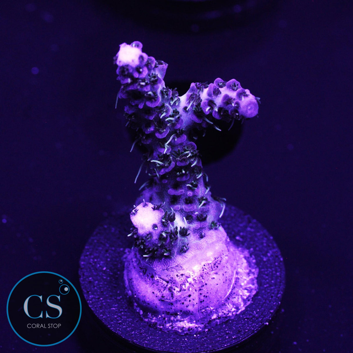 SBB Pink Bear Acro
