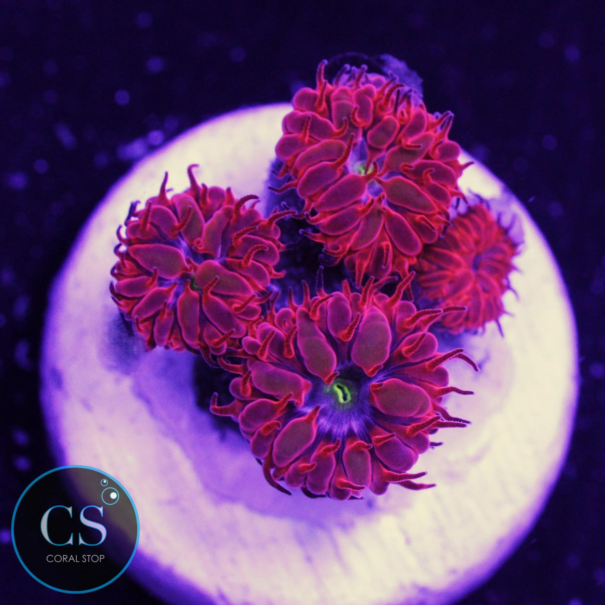 Blue Raven Blasto Merletti