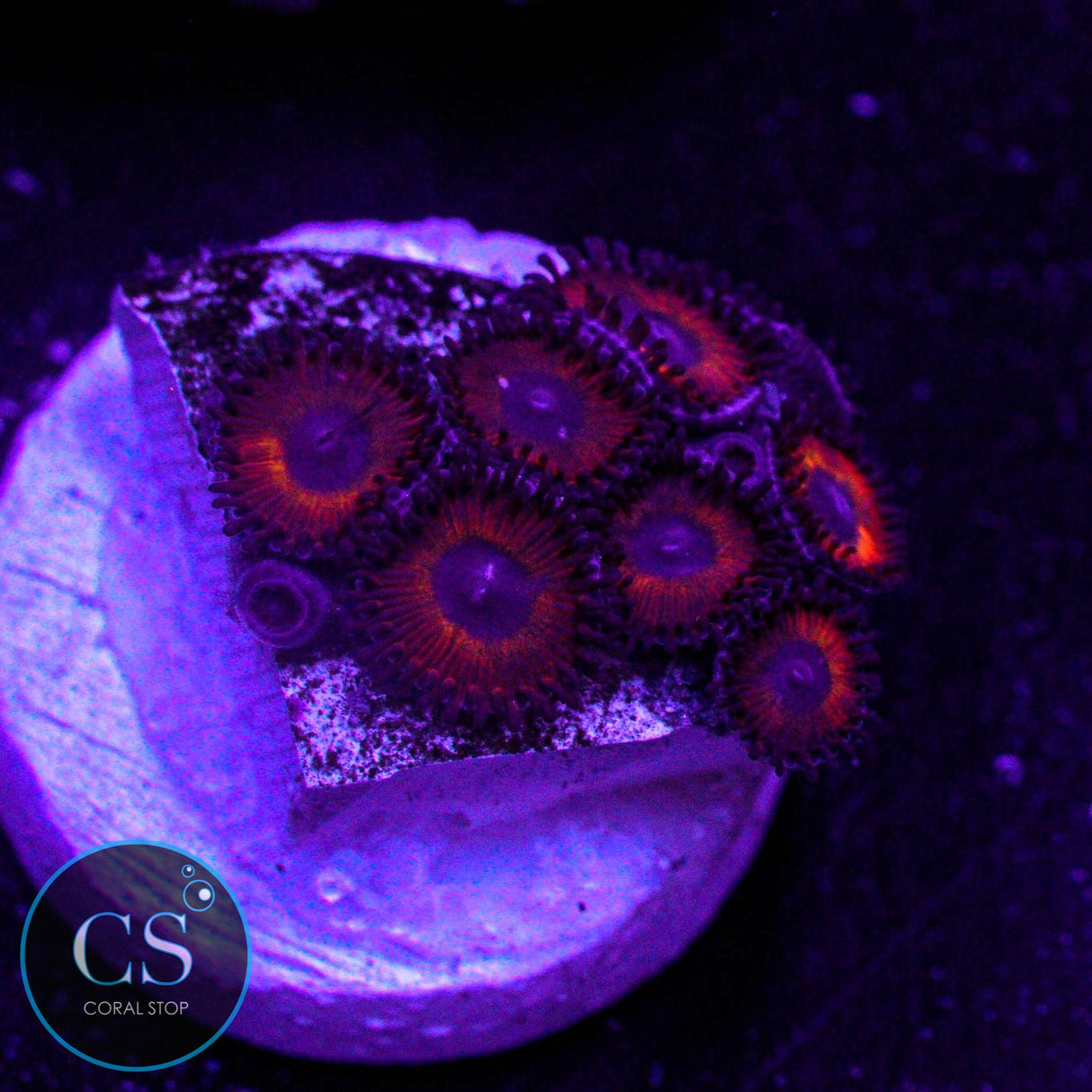 Kedd's Red Zoa
