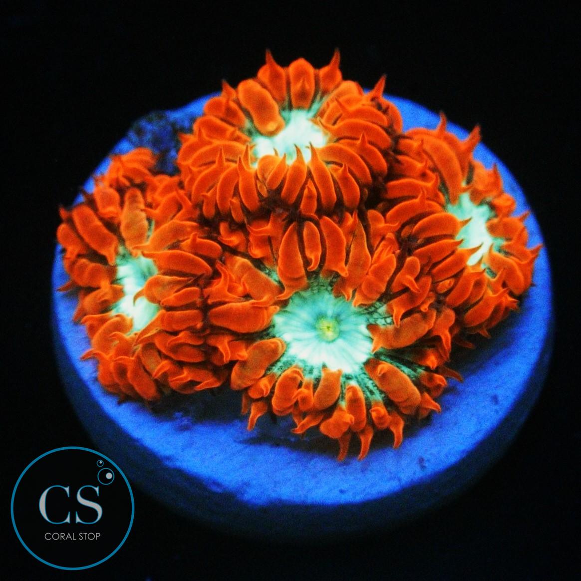 CC FIRE AND ICE BLASTO MERLETTI