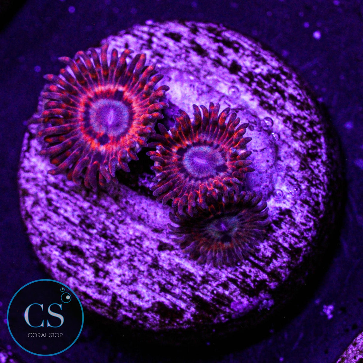 Utter Peace Zoa