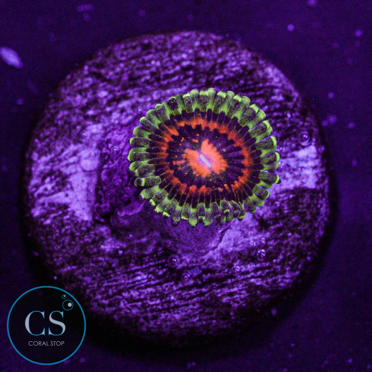 JF Rainbow Incinerator Zoa