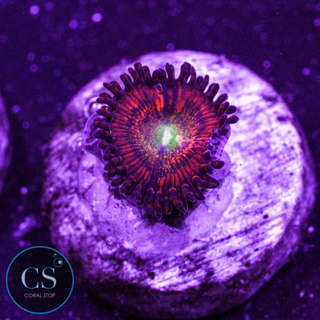 CS Charizard Zoa
