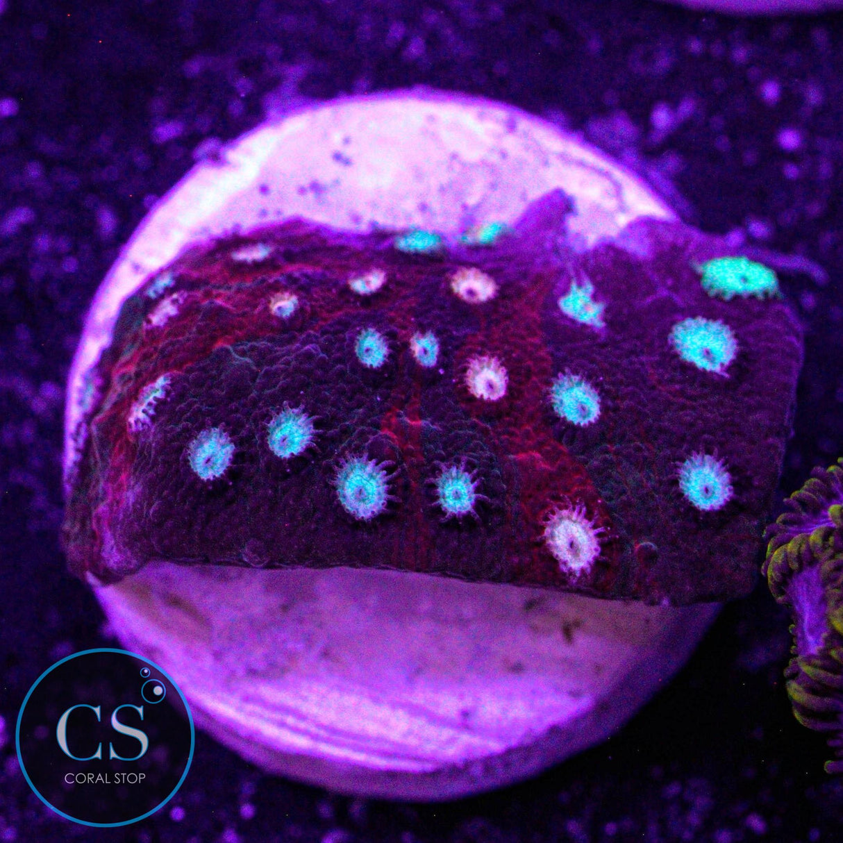 JF Fender Bender Cyphastrea