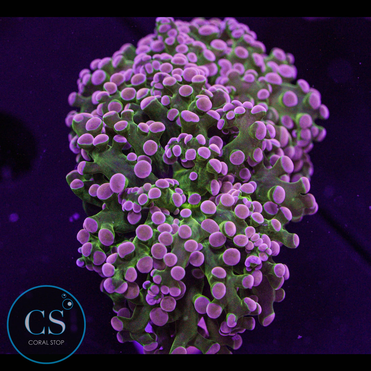 Rare Pink Tip Bright Green Frogspawn