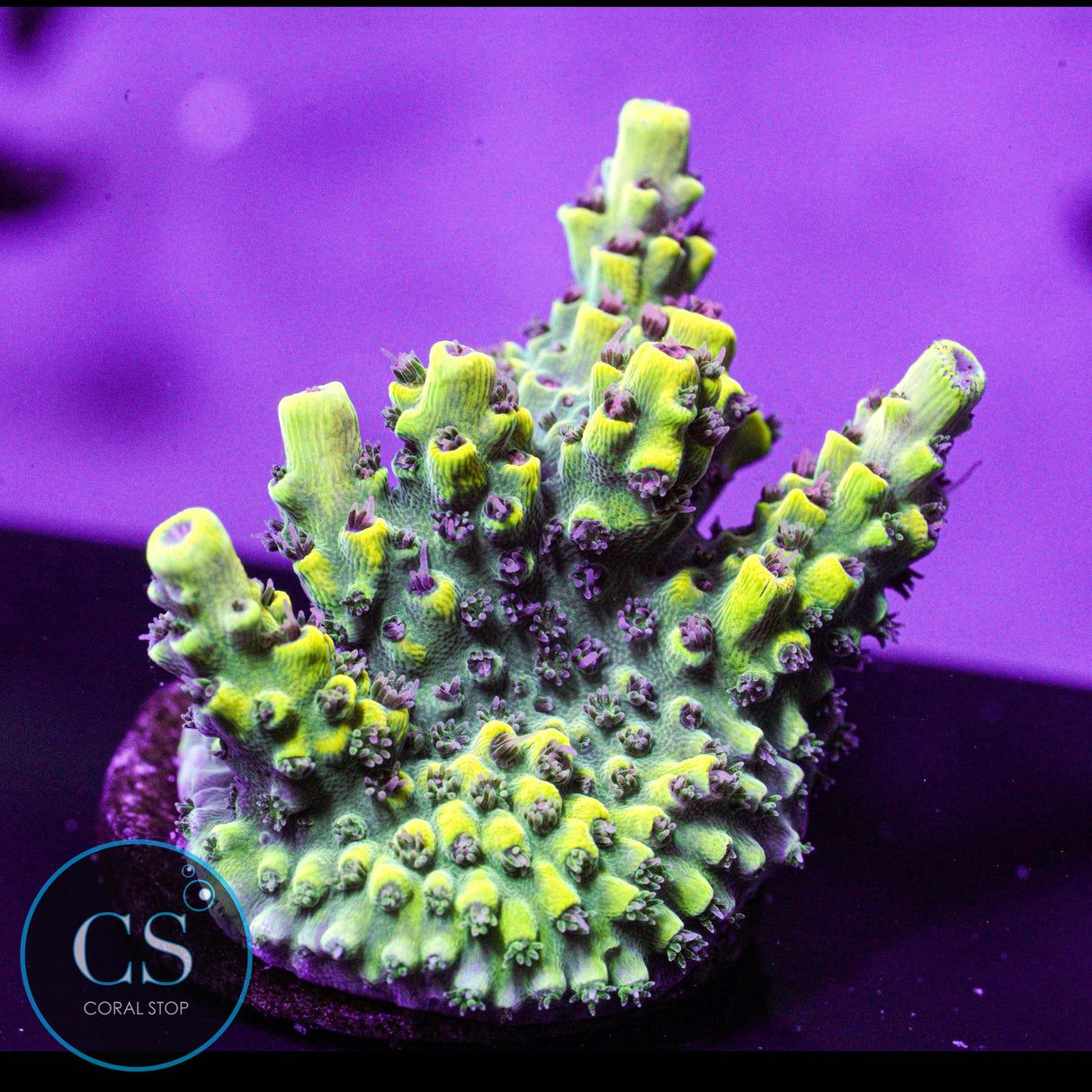 Inland's Cyclops Acro