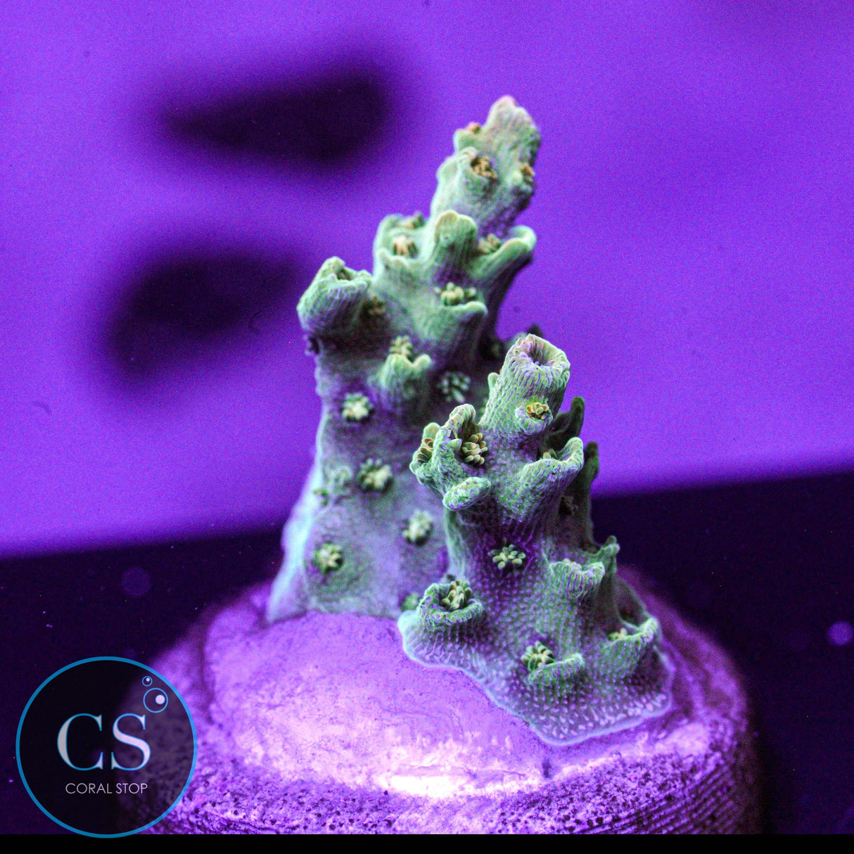 ARC Peach Giant Acro