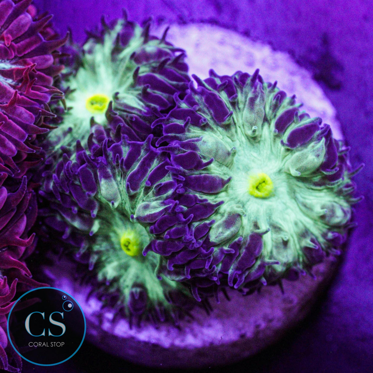 Emerald Blastomussa Merletti