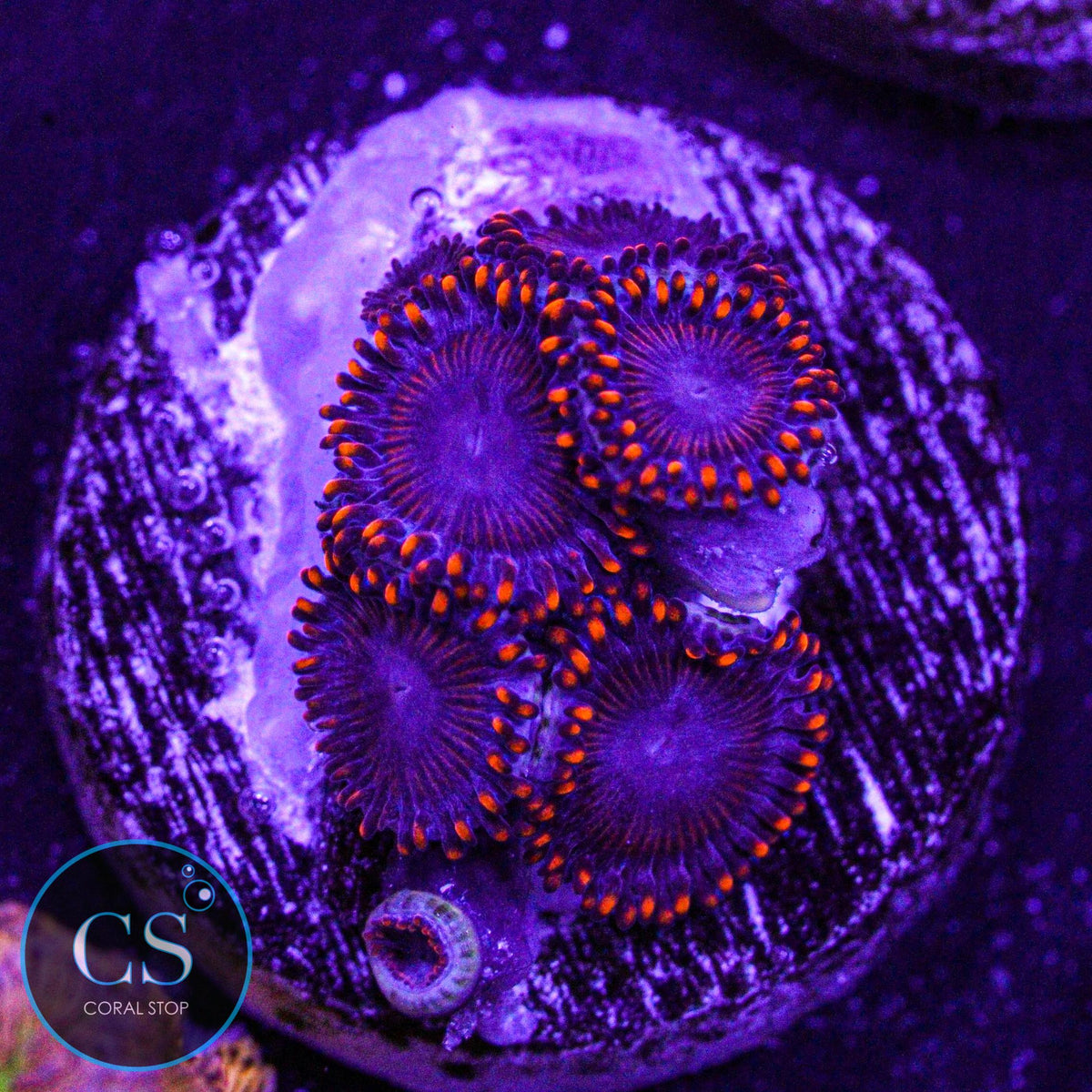 WWC Twizzlers Zoa