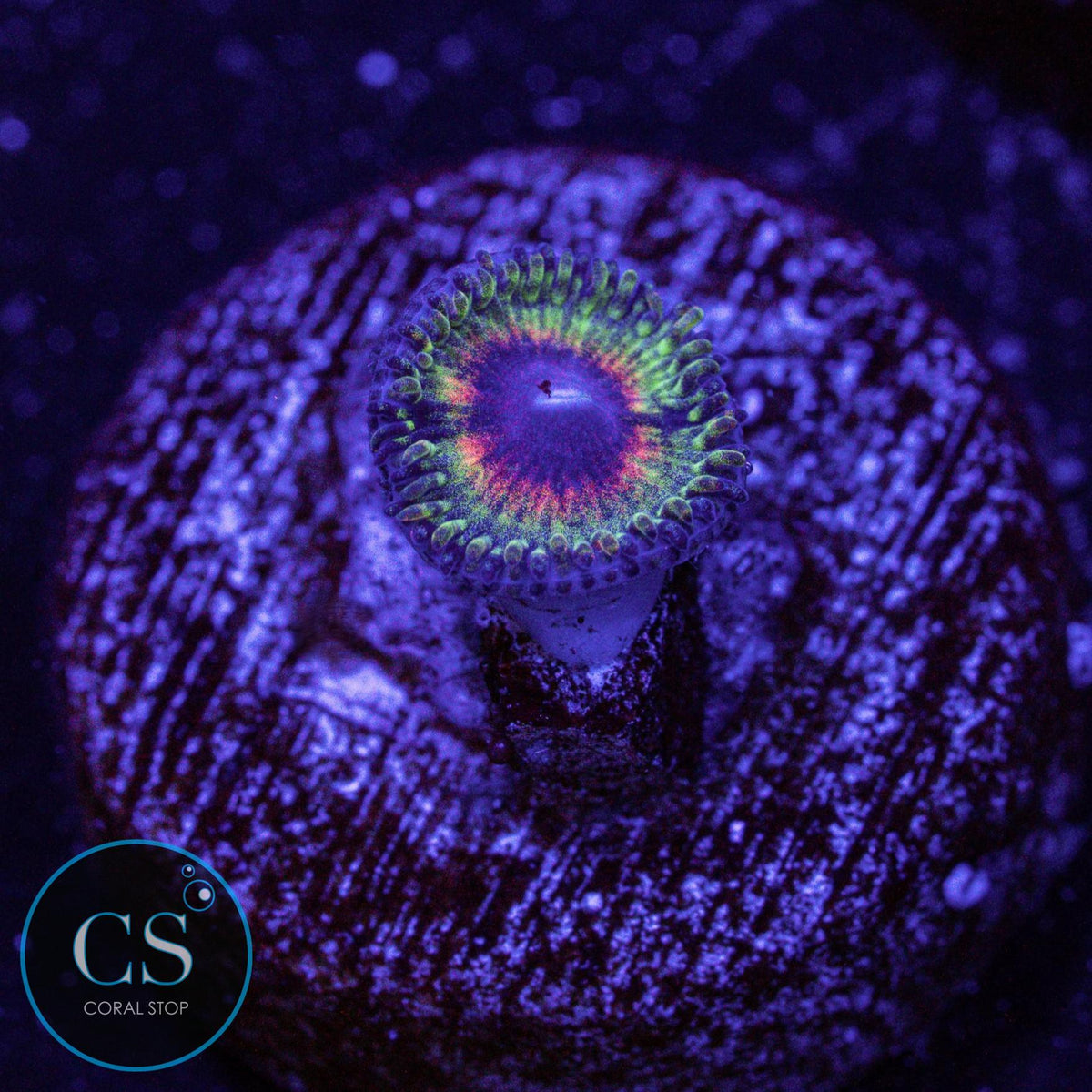 Little Shop Of Horror LSOH Zoa