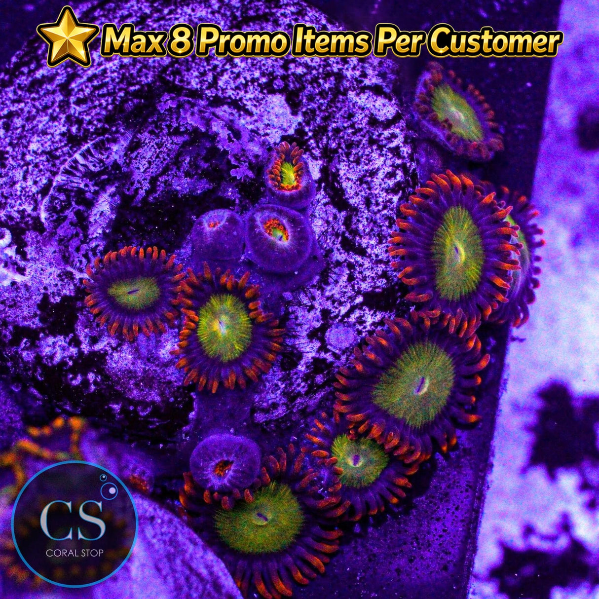 Orange Mandarin Zoa