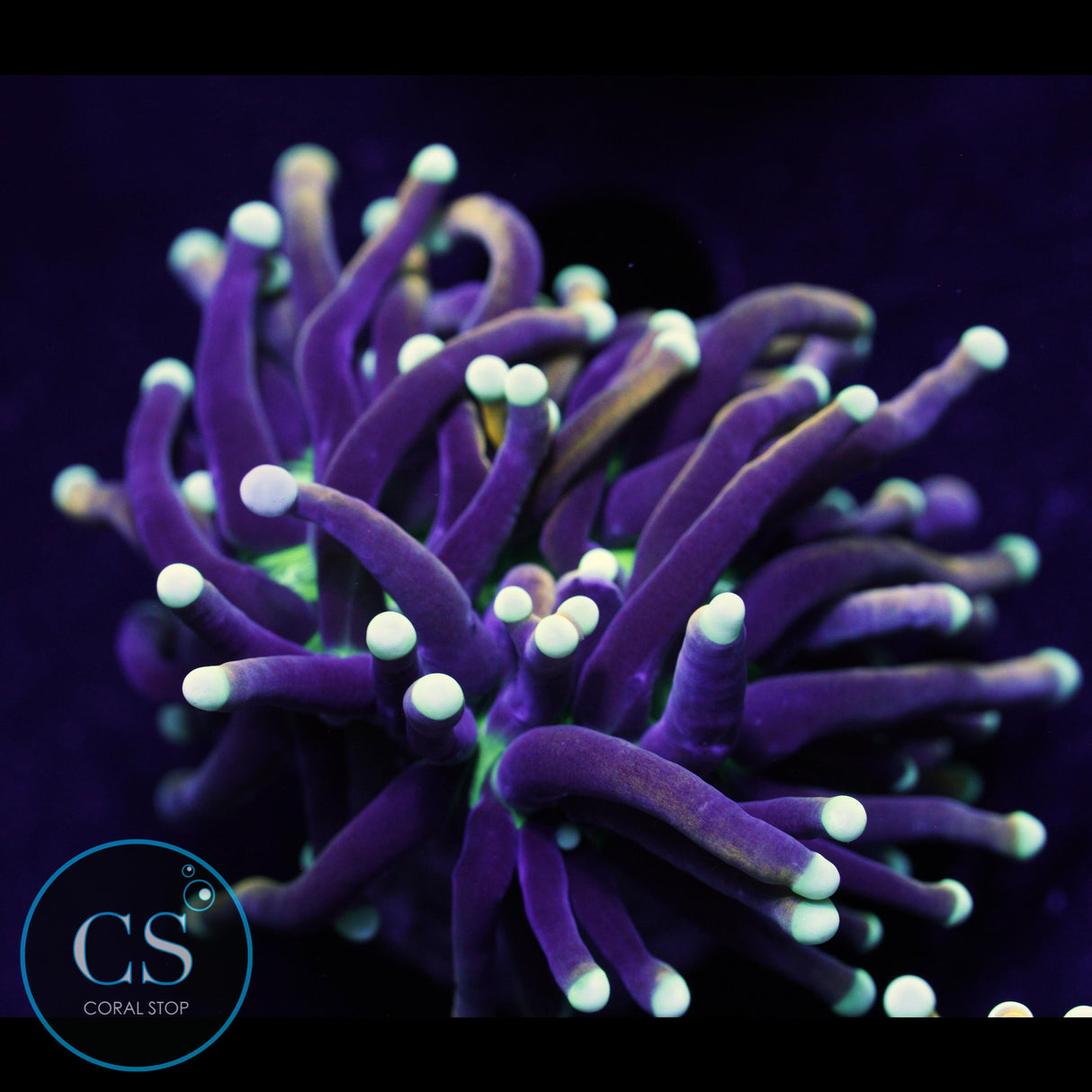 ULTIMATE DRAGON SOUL TORCH